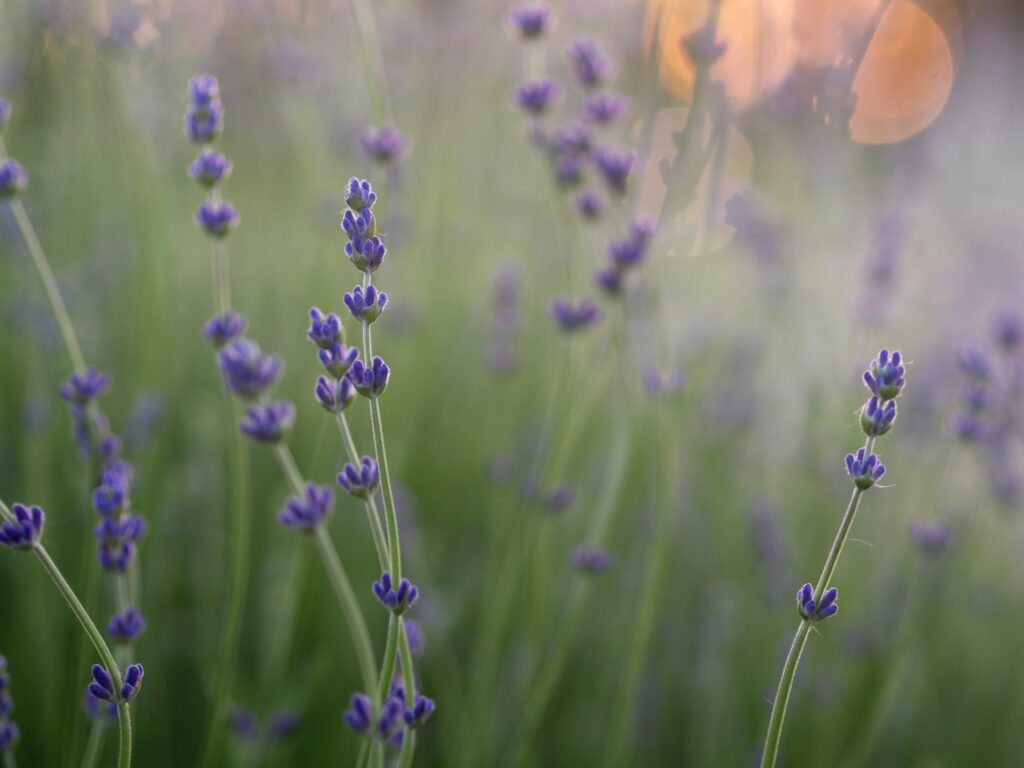 A field of lavender flowers seen close up