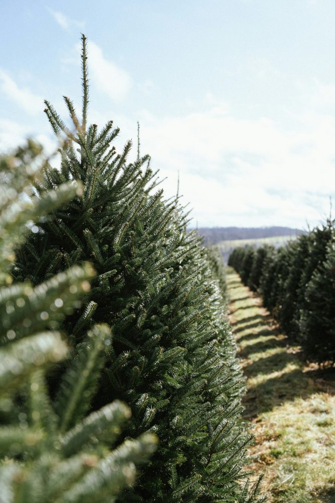 a close-up of a tree