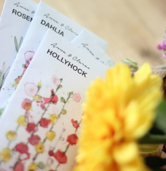 selective focus photography of Hollyhock cards