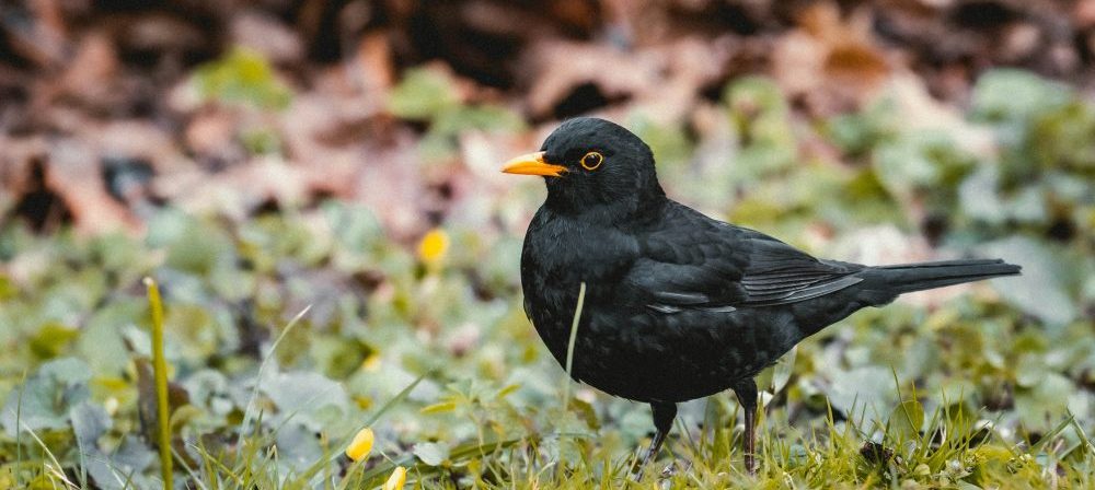 black bird on green grass during daytime
